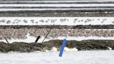 Nordmann’s Greenshank
