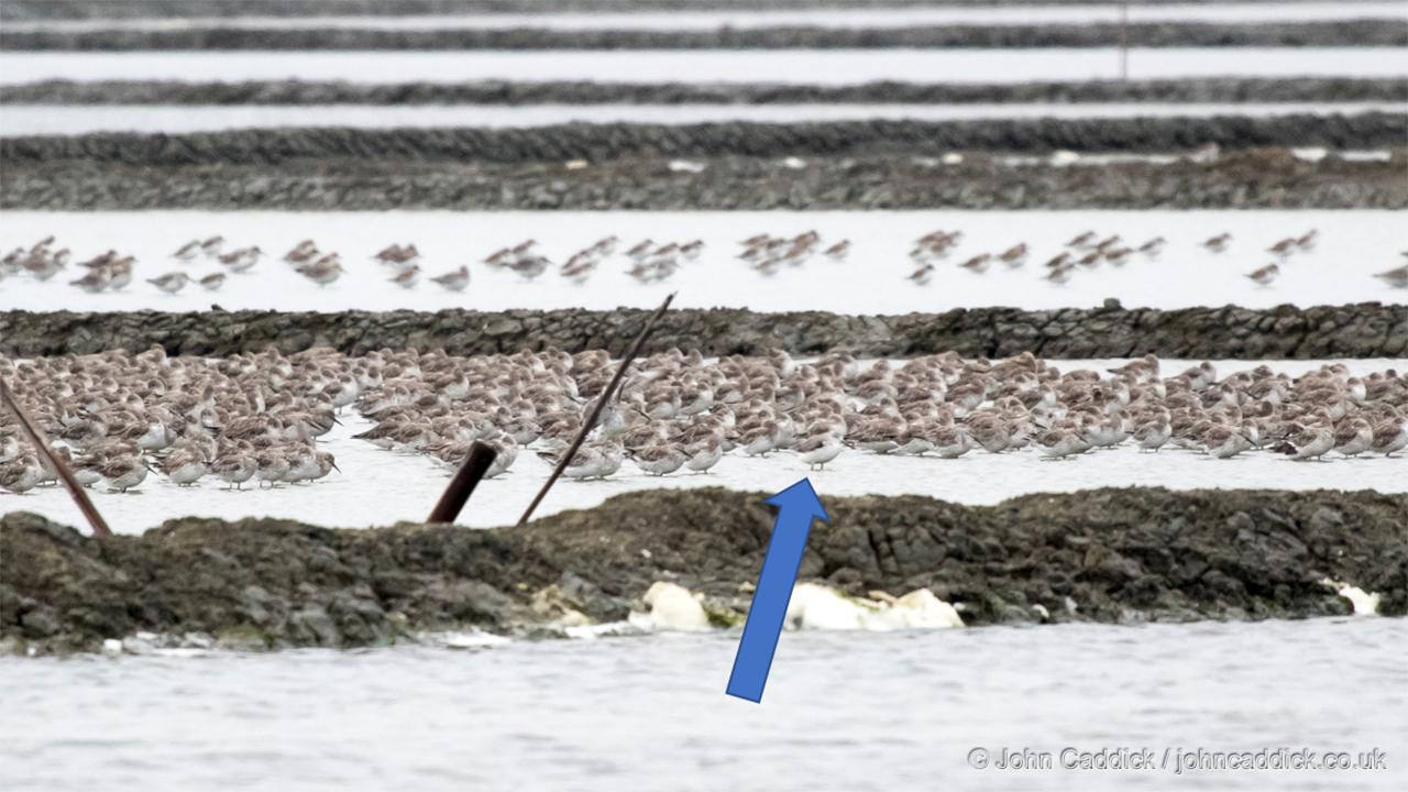 Nordmann’s Greenshank