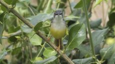 Yellow-bellied Prinia