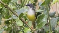 Yellow-bellied Prinia