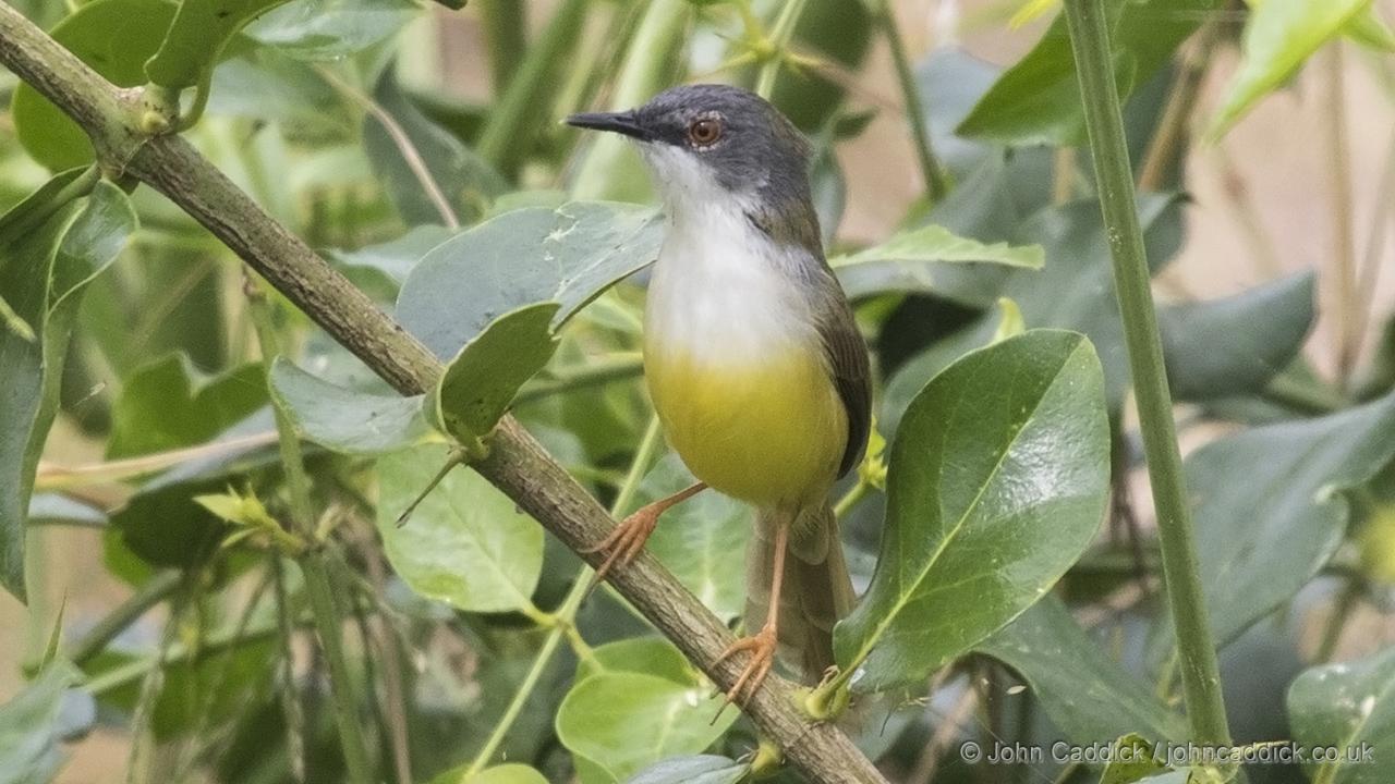 Yellow-bellied Prinia