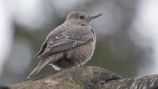 Blue Rock Thrush