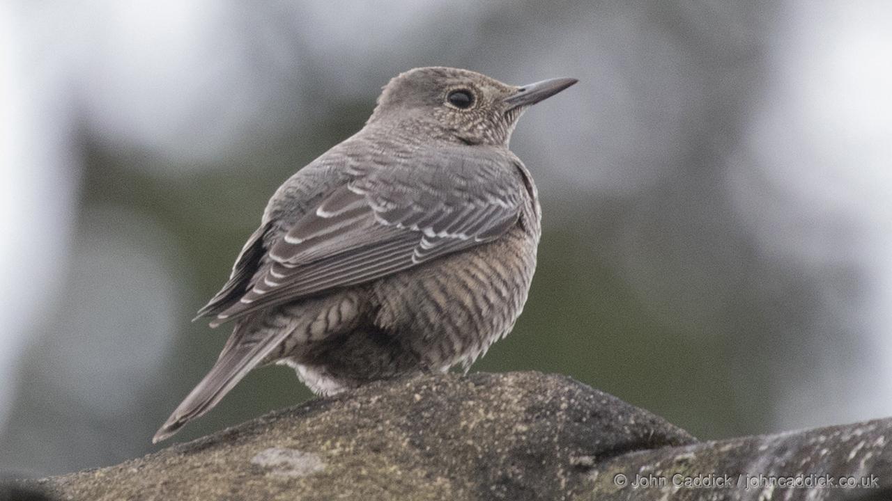 Blue Rock Thrush