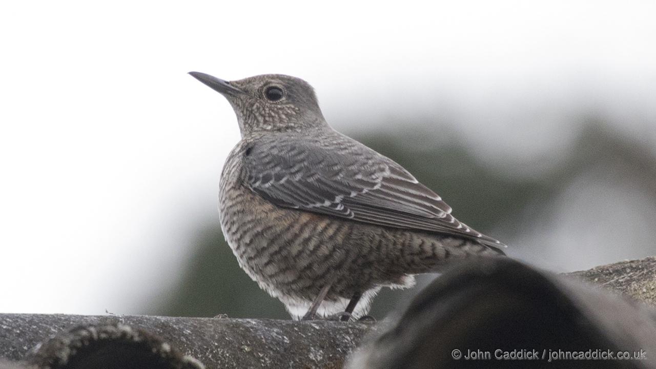 Blue Rock Thrush