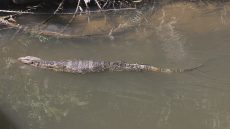 Asian Water Monitor