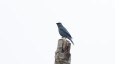 Verditer Flycatcher