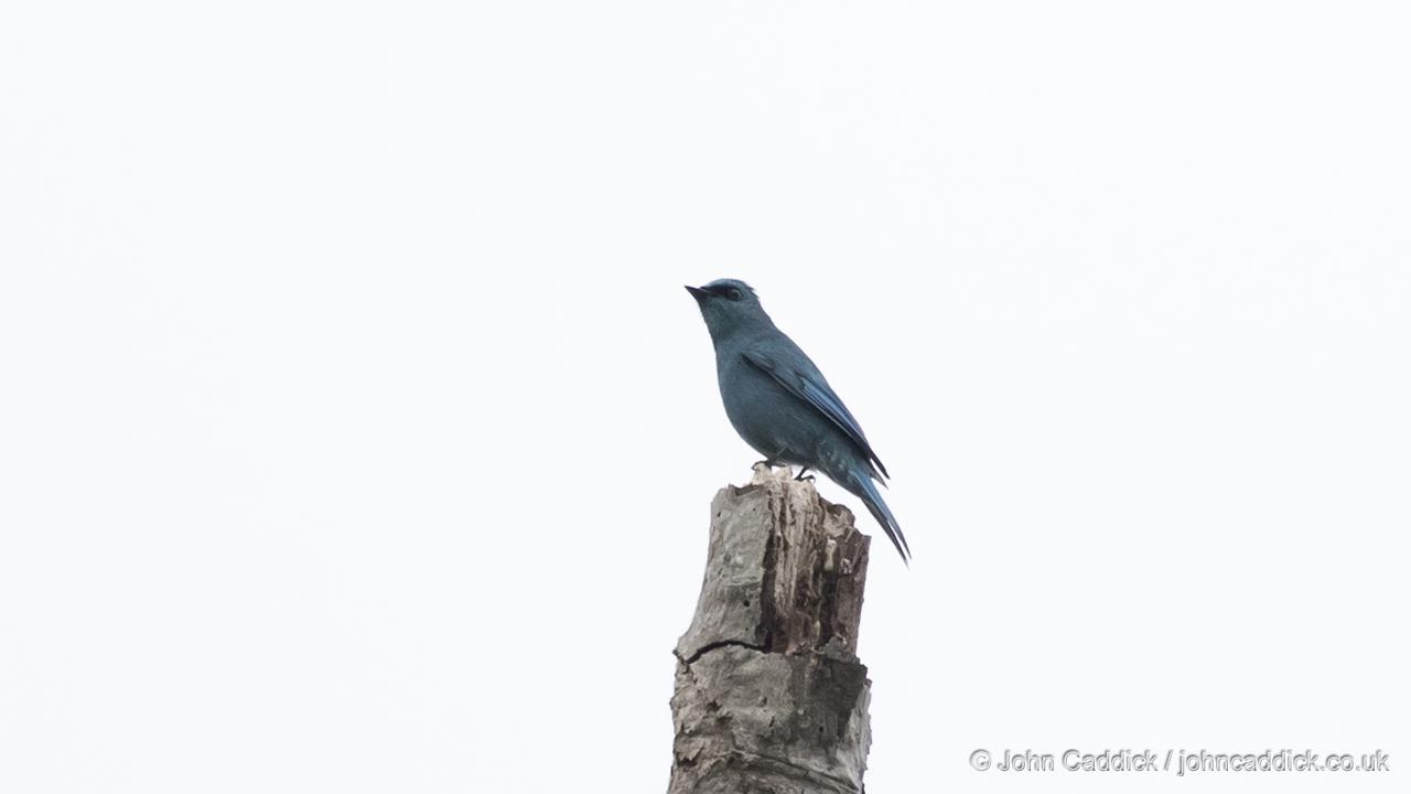 Verditer Flycatcher