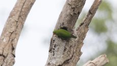 Vernal Hanging Parrot