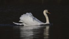 Mute Swan