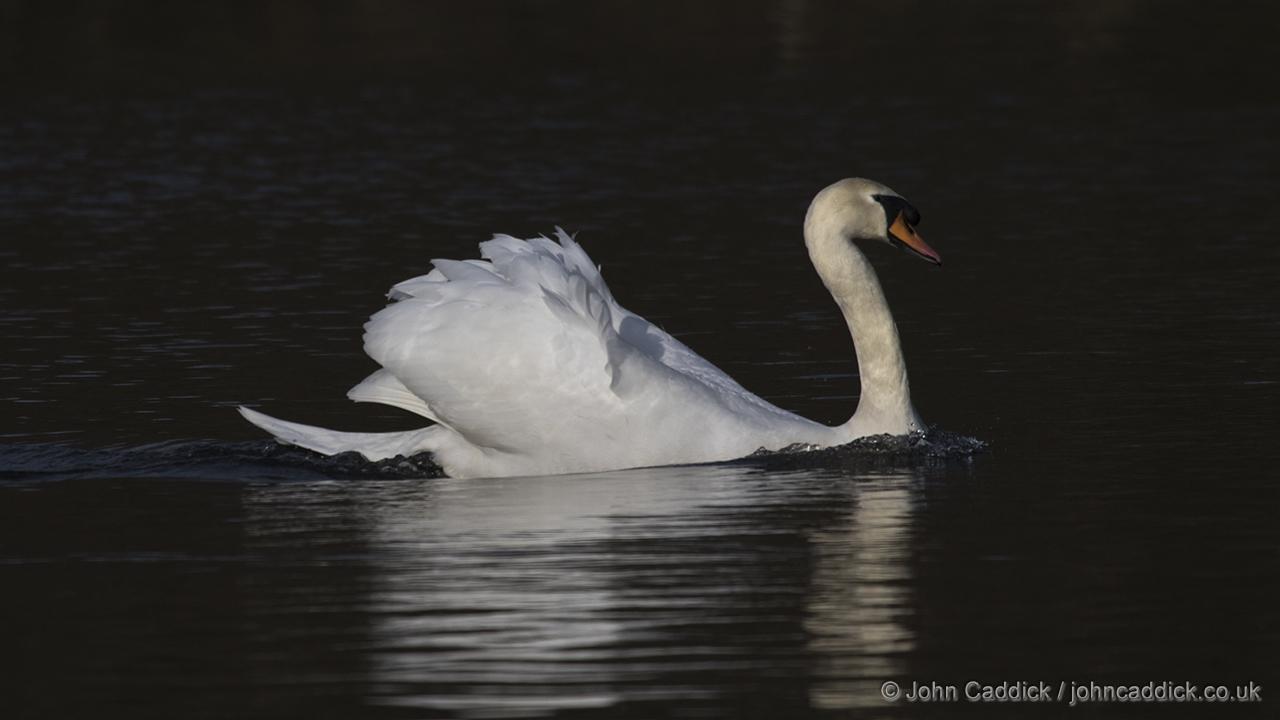 Mute Swan