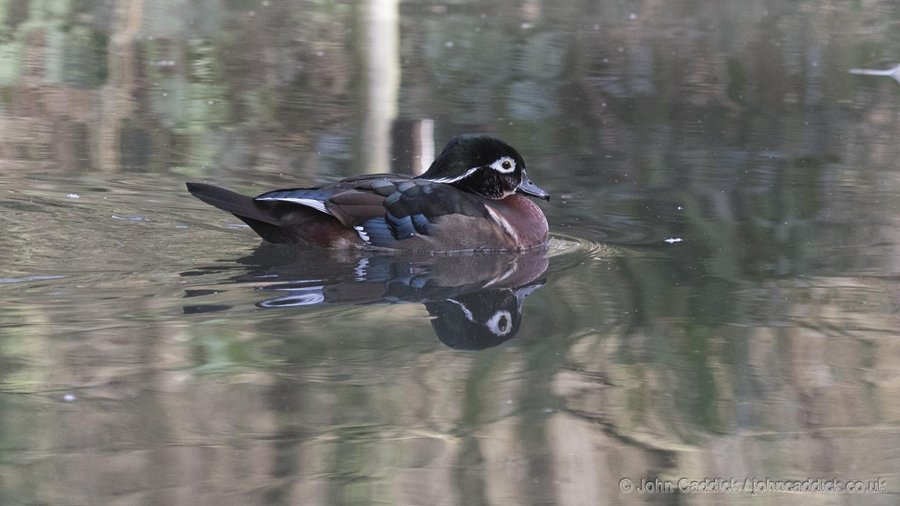 Wood Duck