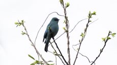 Verditer Flycatcher