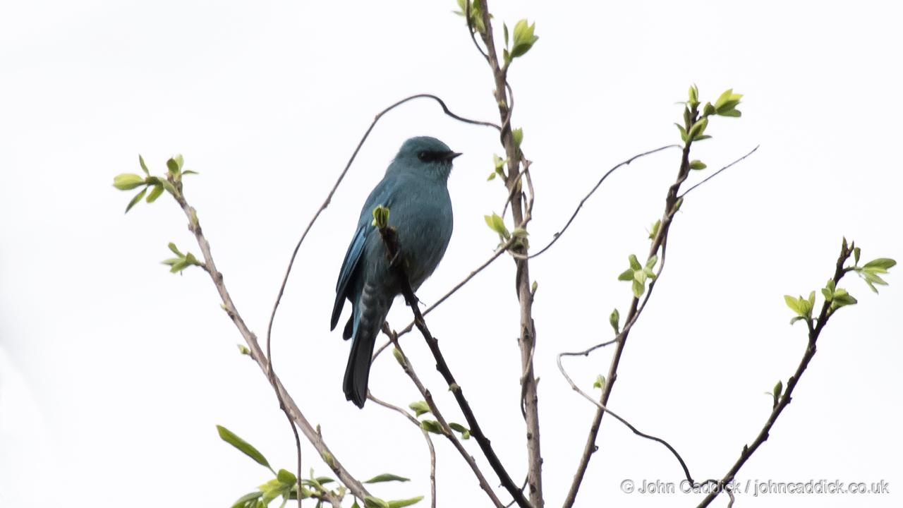 Verditer Flycatcher