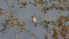 Plain-backed Sparrow