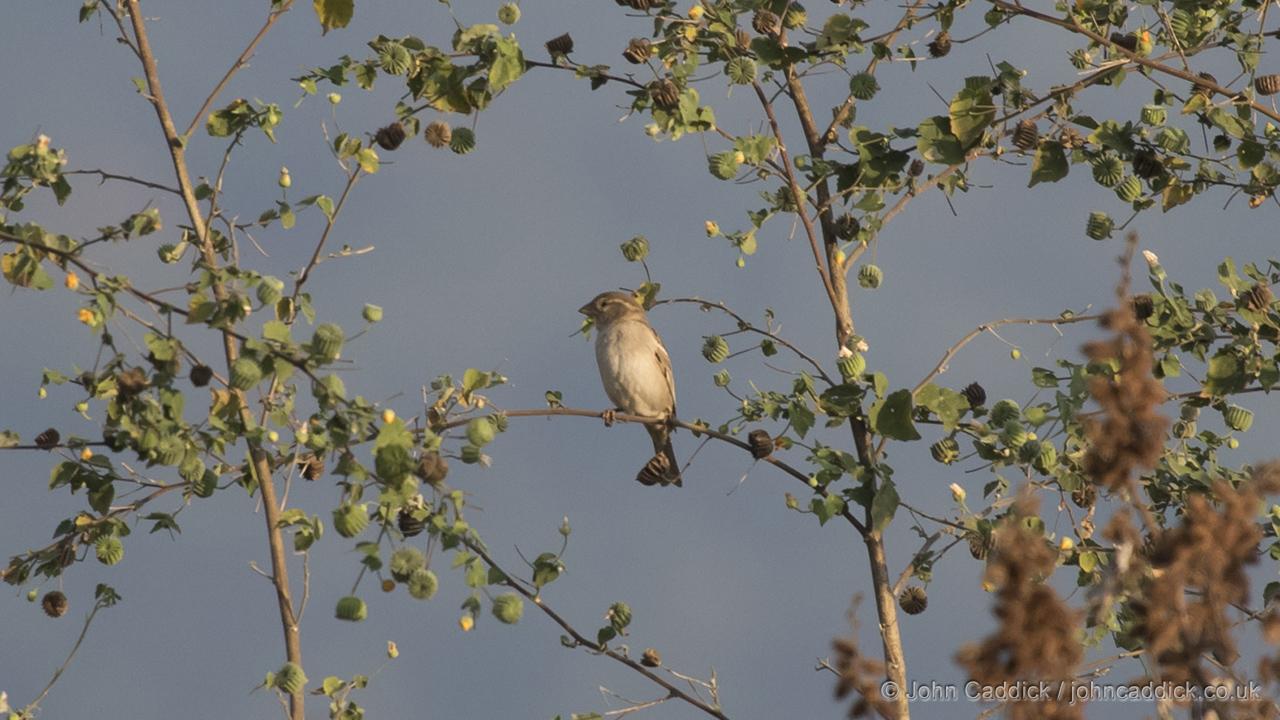 Plain-backed Sparrow