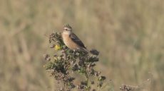Siberian Stonechat