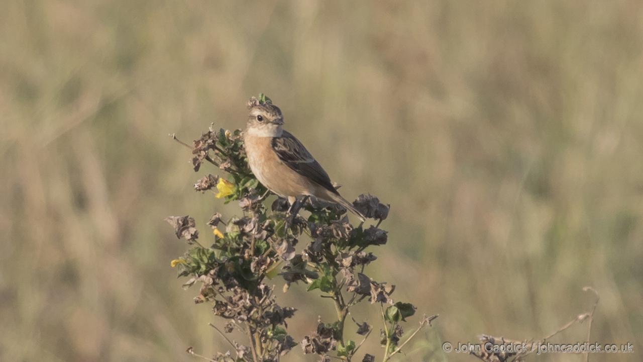 Siberian Stonechat