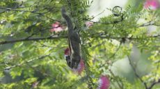 Himalayan Striped Squirrel