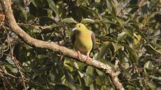 Wedge-tailed Green Pigeon