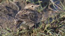 Eurasian Skylark