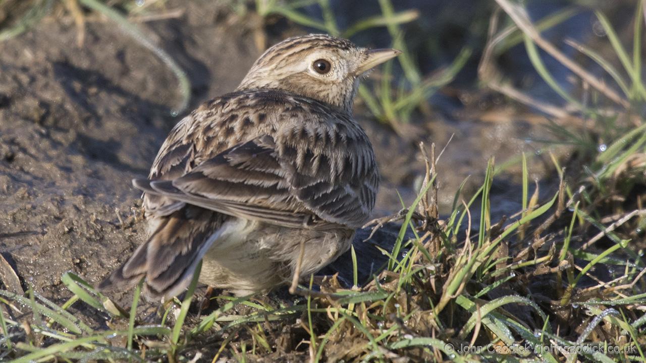Eurasian Skylark