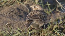 Eurasian Skylark