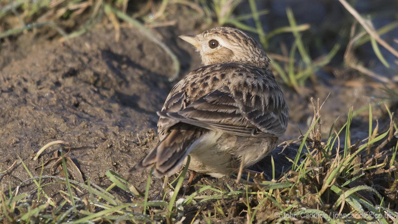Eurasian Skylark