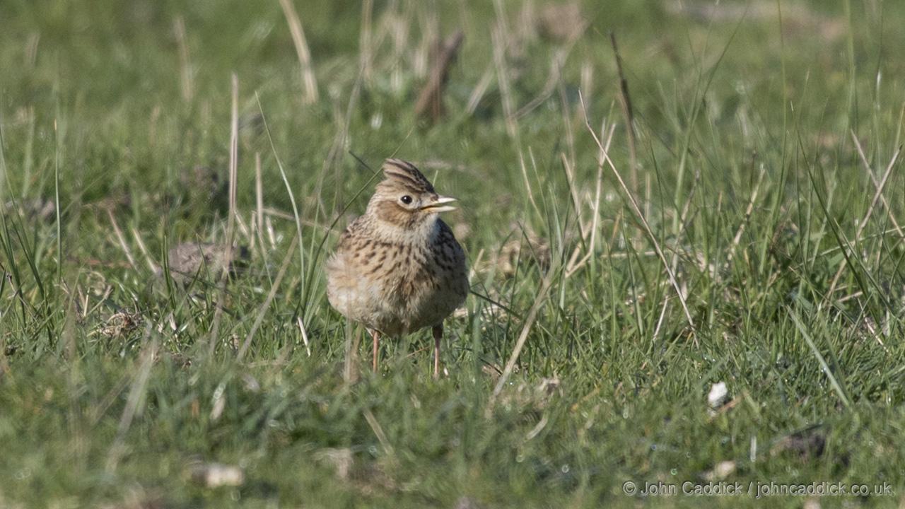 Eurasian Skylark