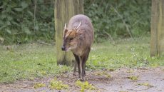 Reeves’s Muntjac