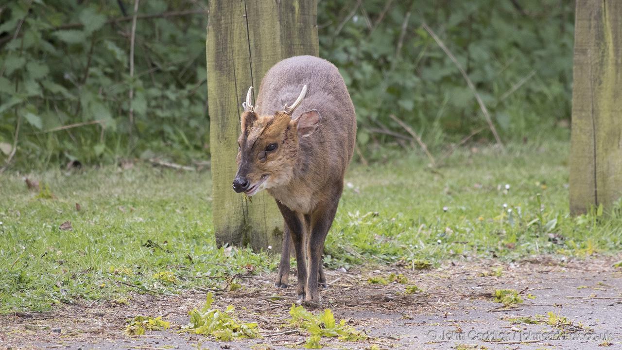 Reeves’s Muntjac