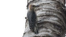Juvenile Red-crowned Woodpecker