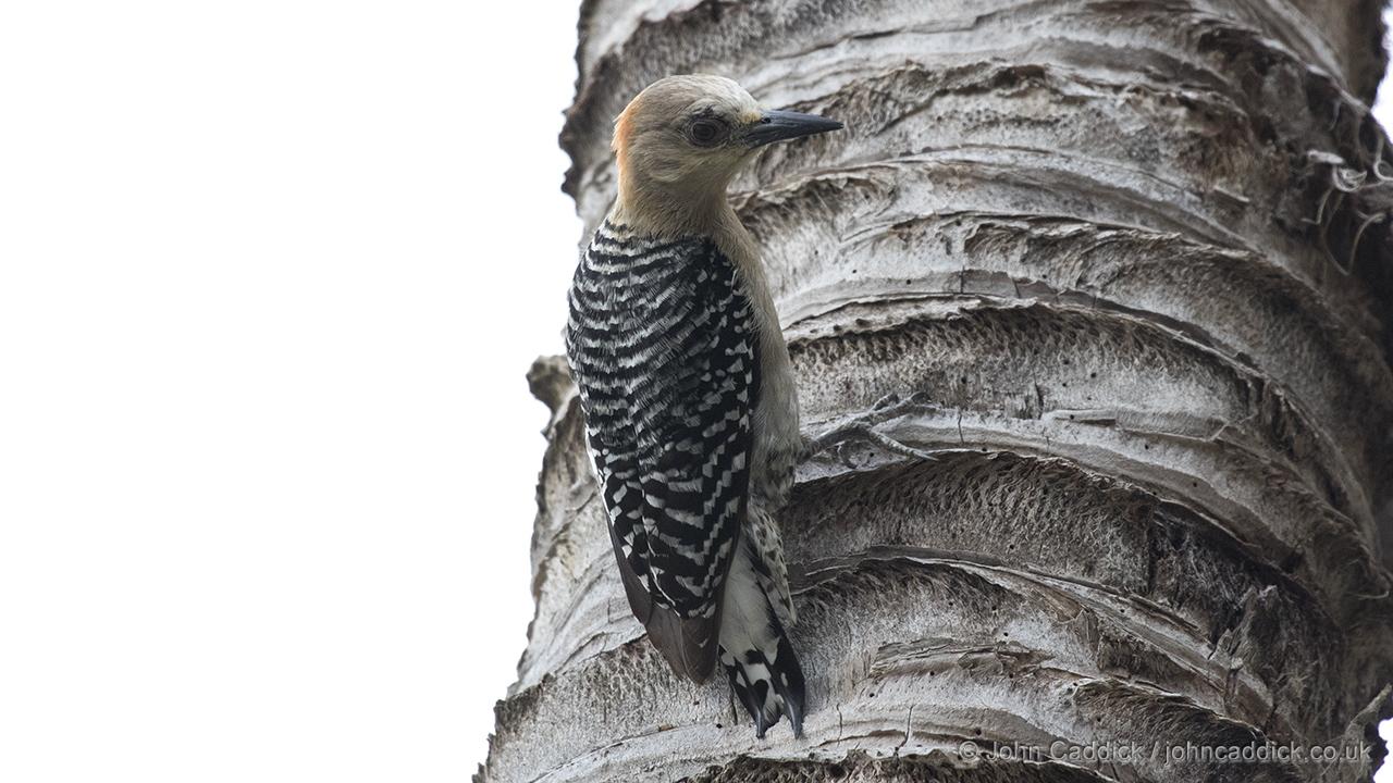 Juvenile Red-crowned Woodpecker