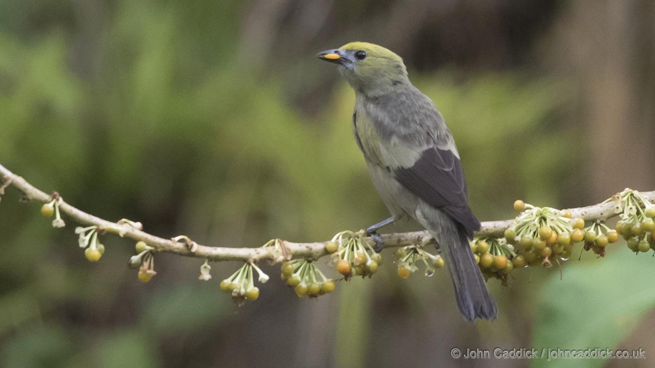 Palm Tanager