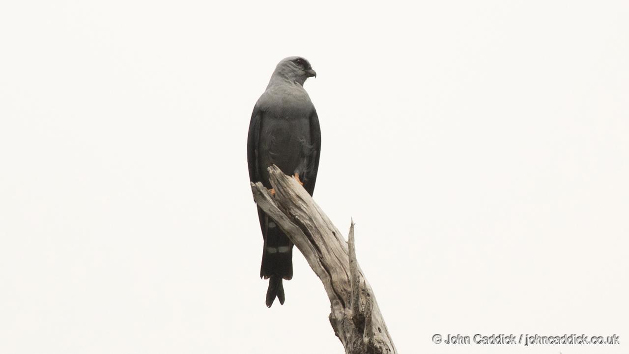 Plumbeous Kite