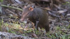 Red-rumped Agouti