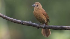 Female White-lined Tanager