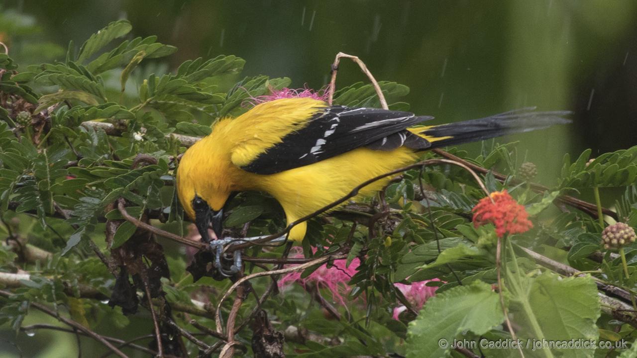 Male Yellow Oriole