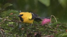 Wet Yellow Oriole