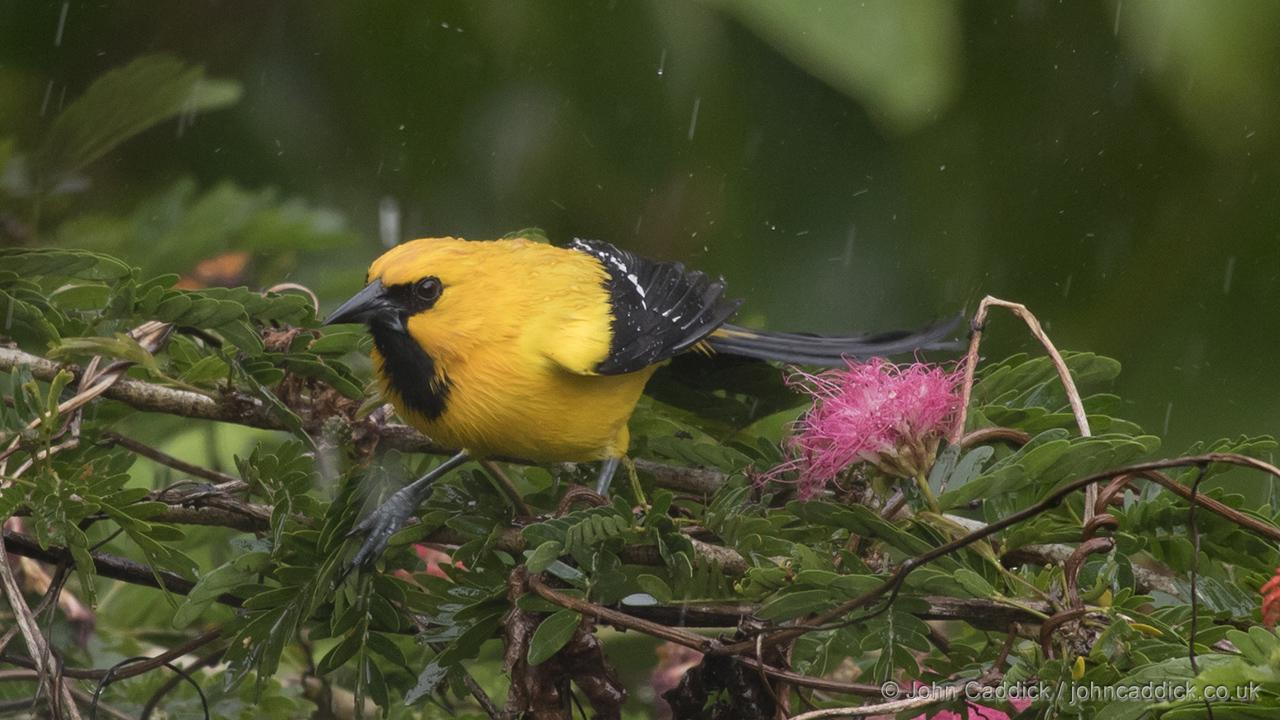 Wet Yellow Oriole