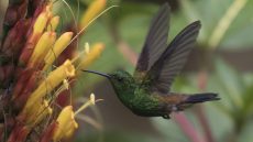 Copper-rumped Hummingbird
