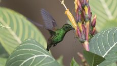 Copper-rumped Hummingbird