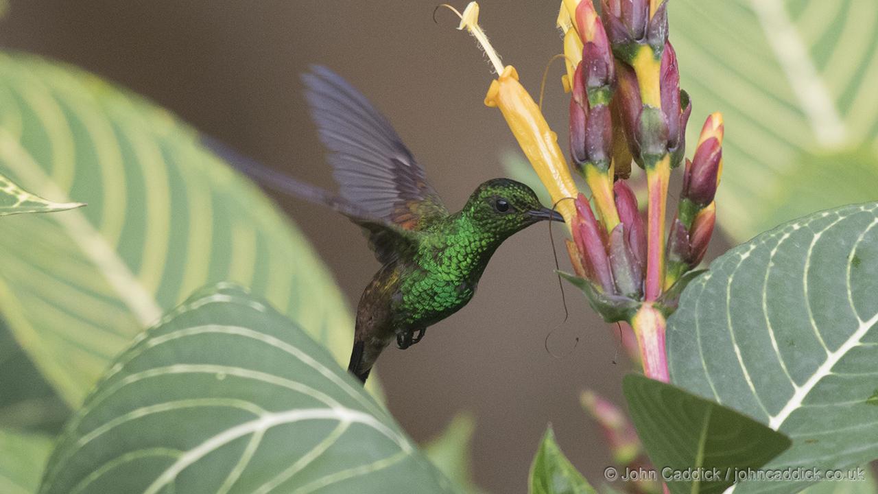 Copper-rumped Hummingbird