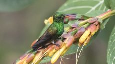 Copper-rumped Hummingbird