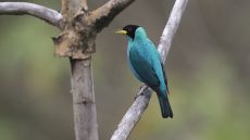 Adult male Green Honeycreeper