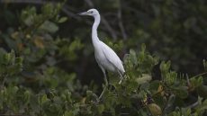 Juvenile Little Blue Heron
