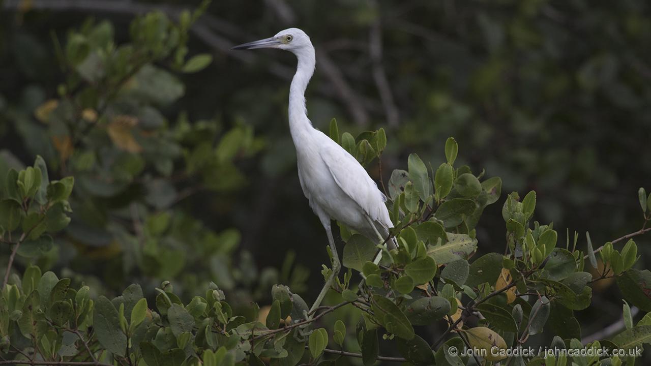 Juvenile Little Blue Heron