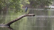 Adult Little Blue Heron