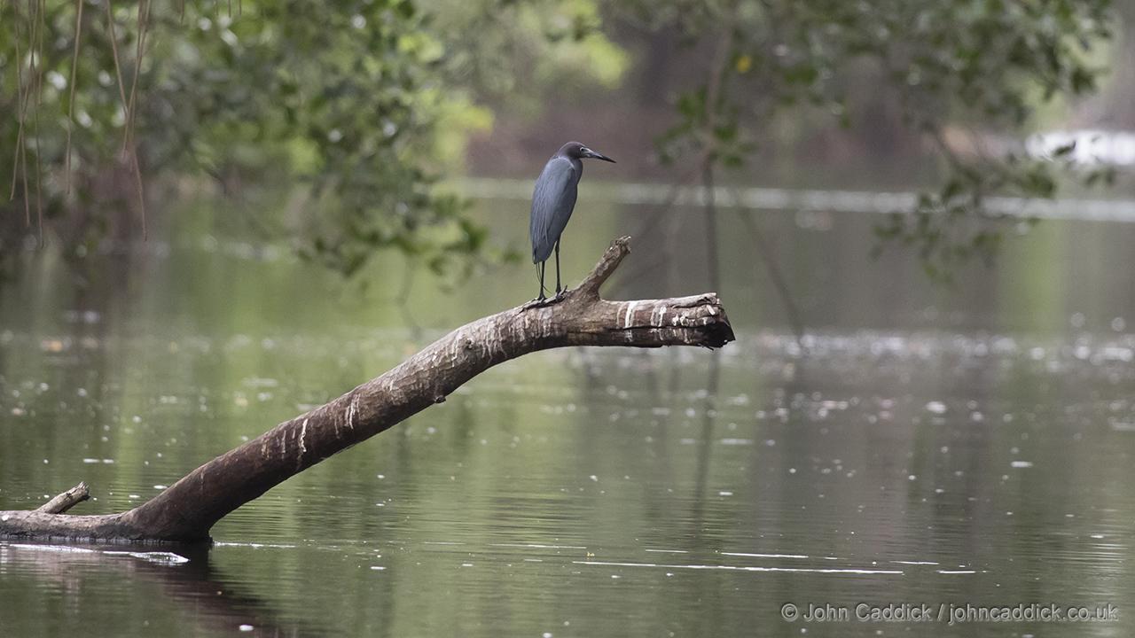 Adult Little Blue Heron