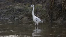 Immature Little Blue Heron
