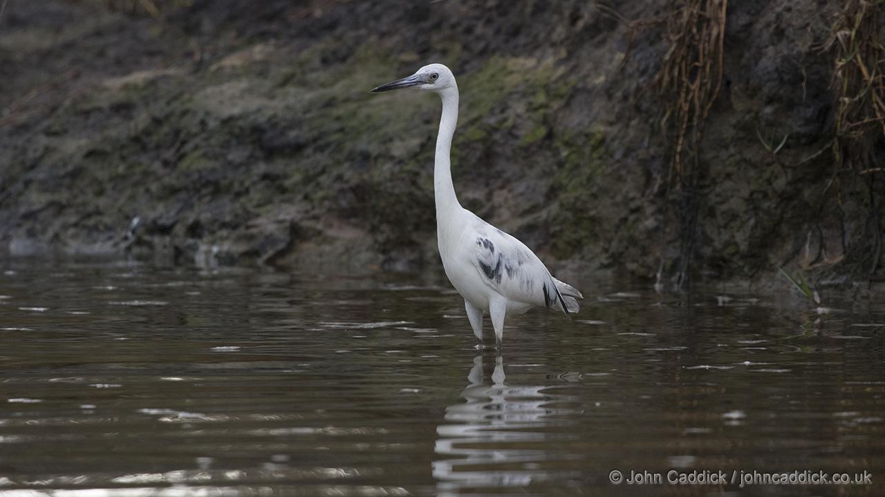 Immature Little Blue Heron